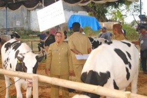 Kadis Oertaian dan Peternakan, Ir Triastami saat menghadiri kontes sapi.